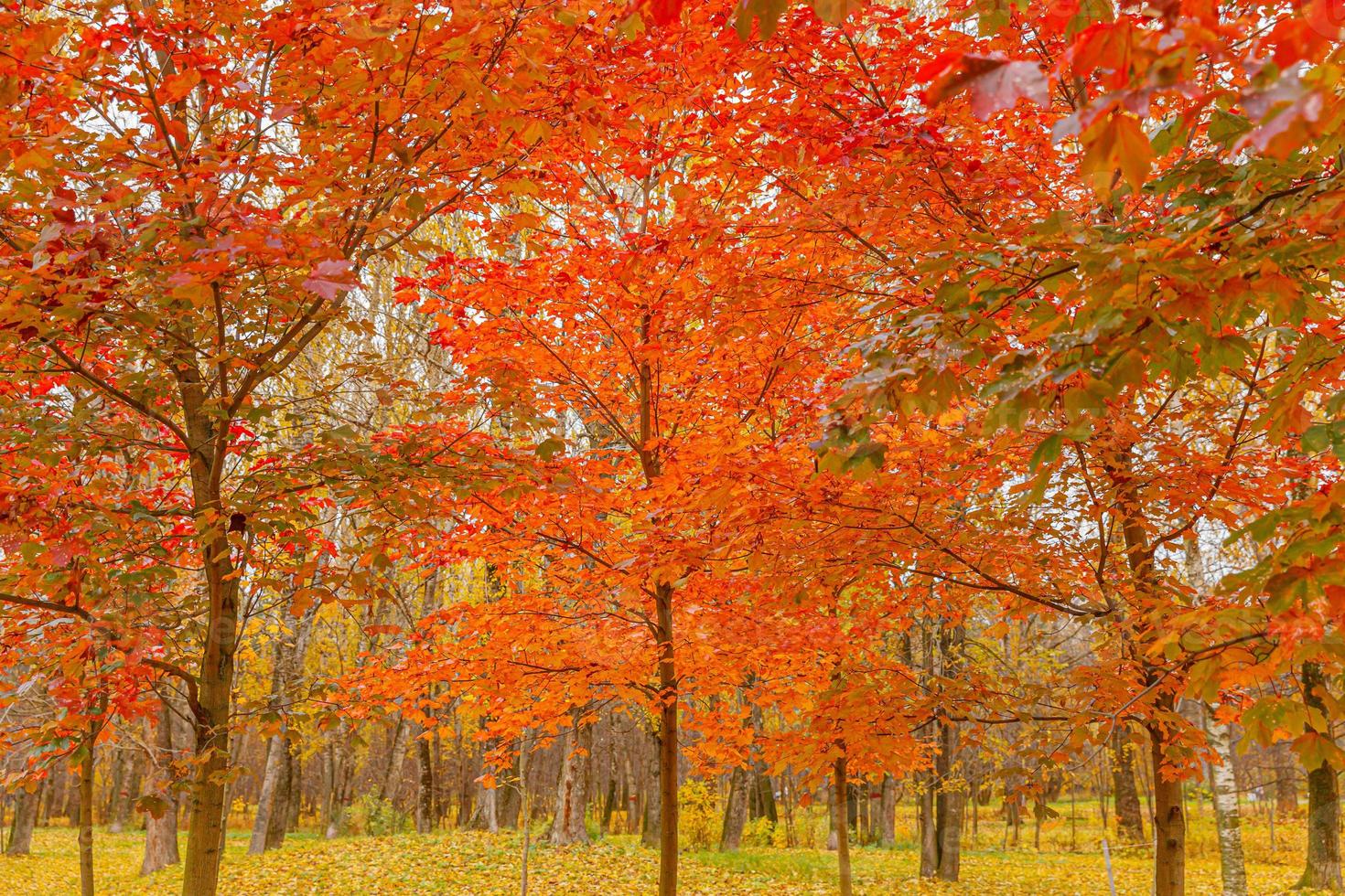 vue d'automne naturelle sur les arbres à feuilles d'oranger rouge dans la forêt ou le parc du jardin. feuilles d'érable pendant la saison d'automne. nature inspirante en octobre ou septembre. concept de changement de saisons. photo