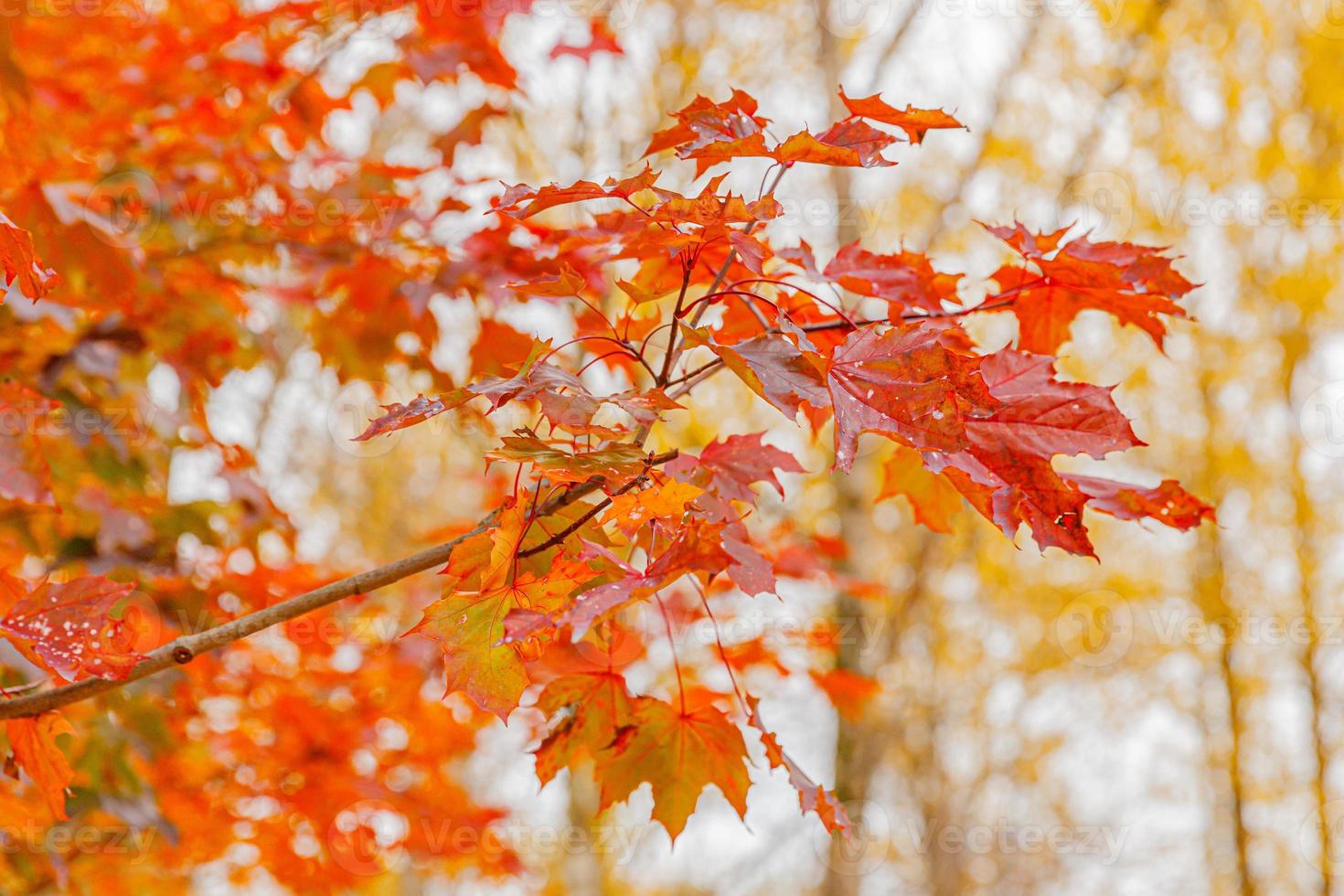 gros plan automne naturel vue d'automne de la feuille orange rouge sur fond flou dans le jardin ou le parc mise au point sélective. fond d'écran nature inspirant octobre ou septembre. concept de changement de saisons photo