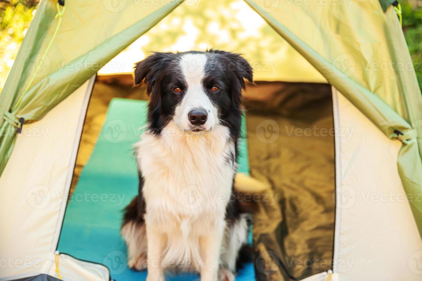 portrait en plein air d'un mignon chiot drôle border collie assis à l'intérieur dans une tente de camping. aventure de voyage pour animaux de compagnie avec un compagnon chien. gardien et protection du camping. concept de tourisme de voyage photo