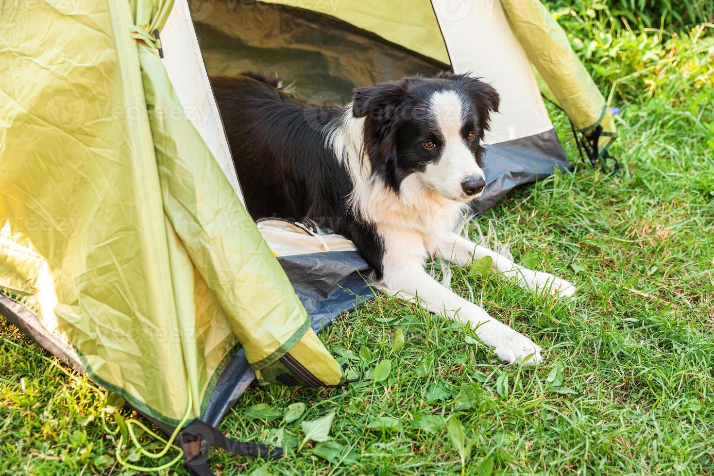 portrait en plein air d'un mignon chiot drôle border collie allongé à l'intérieur dans une tente de camping. aventure de voyage pour animaux de compagnie avec un compagnon chien. gardien et protection du camping. concept de tourisme de voyage photo