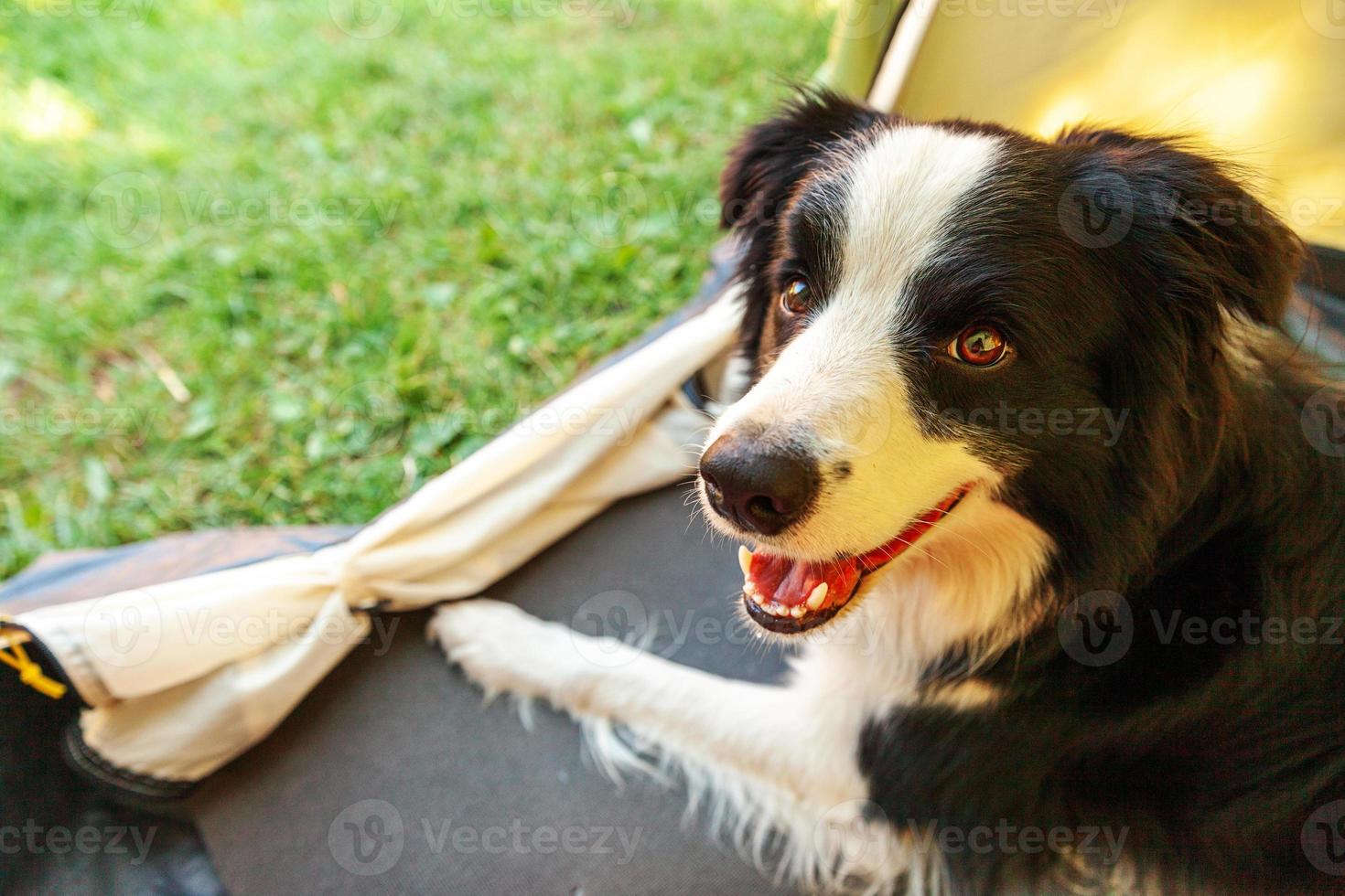 portrait en plein air d'un mignon chiot drôle border collie allongé à l'intérieur dans une tente de camping. aventure de voyage pour animaux de compagnie avec un compagnon chien. gardien et protection du camping. concept de tourisme de voyage photo