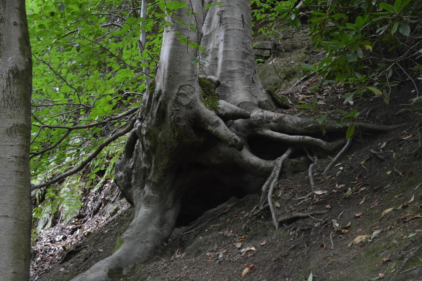 arbre noueux sur une colline dans les bois photo