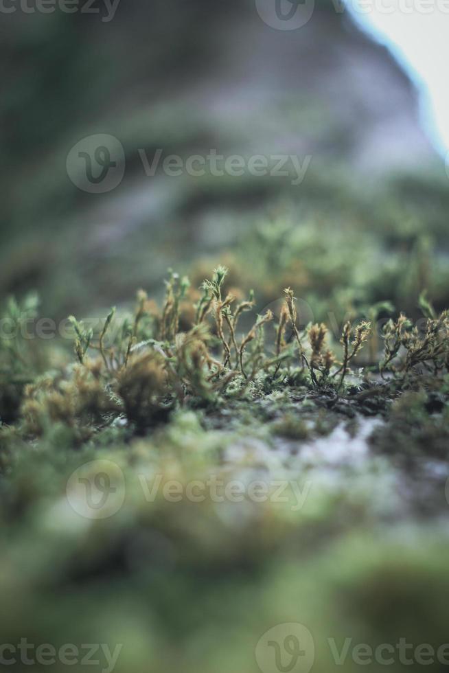 mousse qui s'accroche aux pins dans la forêt d'hiver américaine. photo