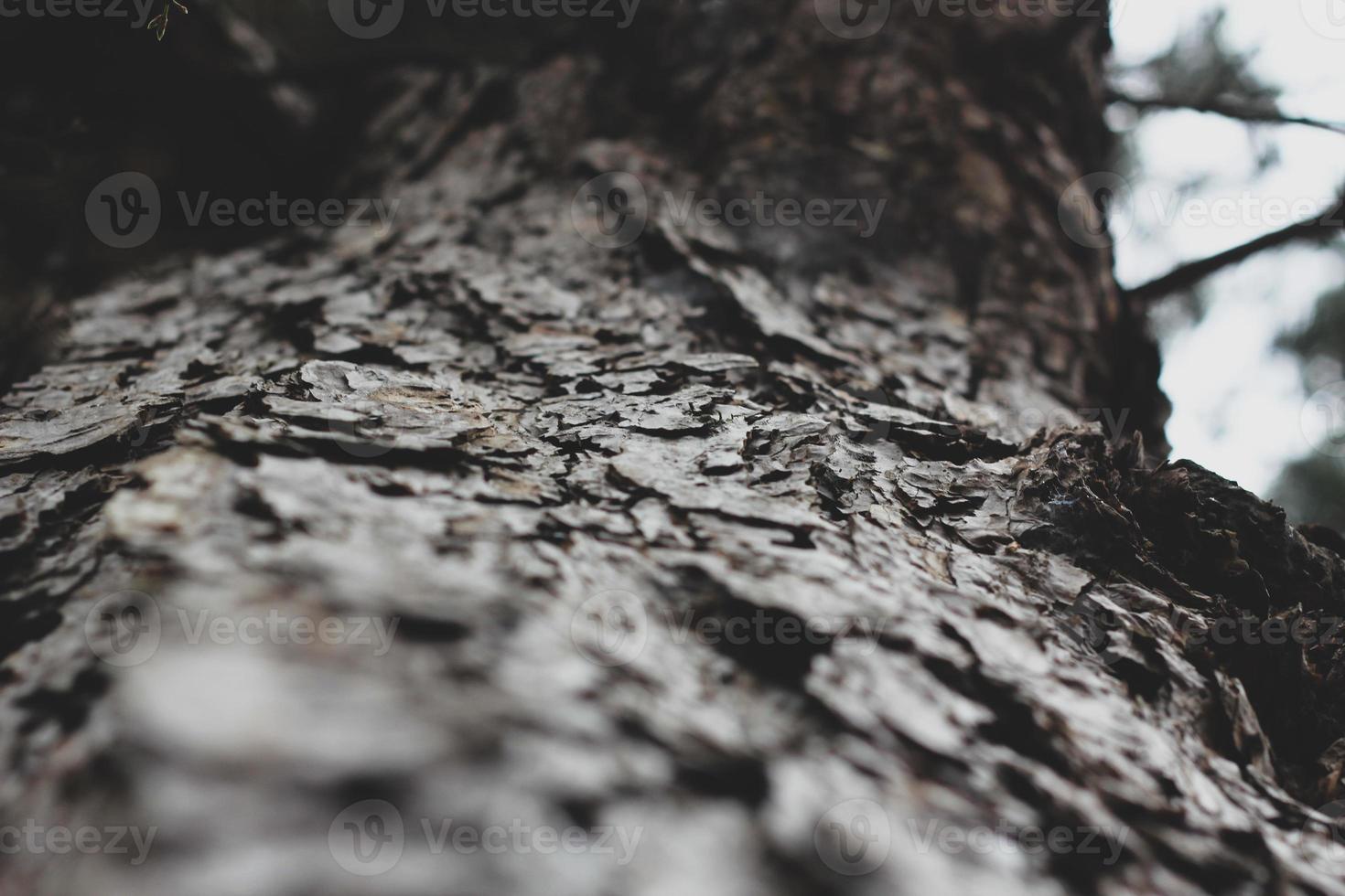 écorce de pin fissurée dans la forêt d'hiver photo