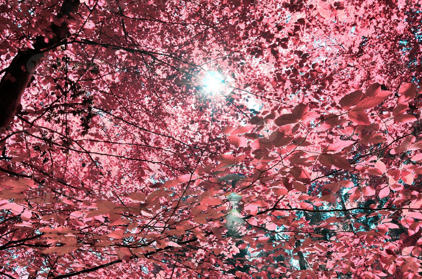 beau panorama infrarouge rose et violet d'un paysage de campagne avec un ciel bleu photo