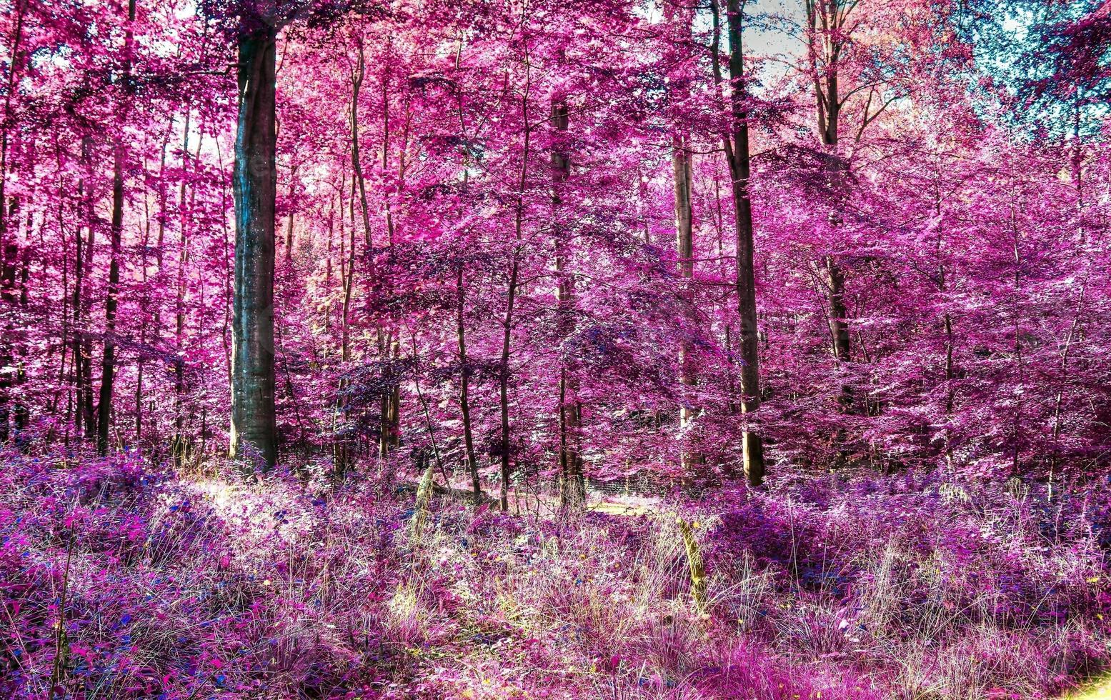 beau panorama infrarouge rose et violet d'un paysage de campagne avec un ciel bleu photo