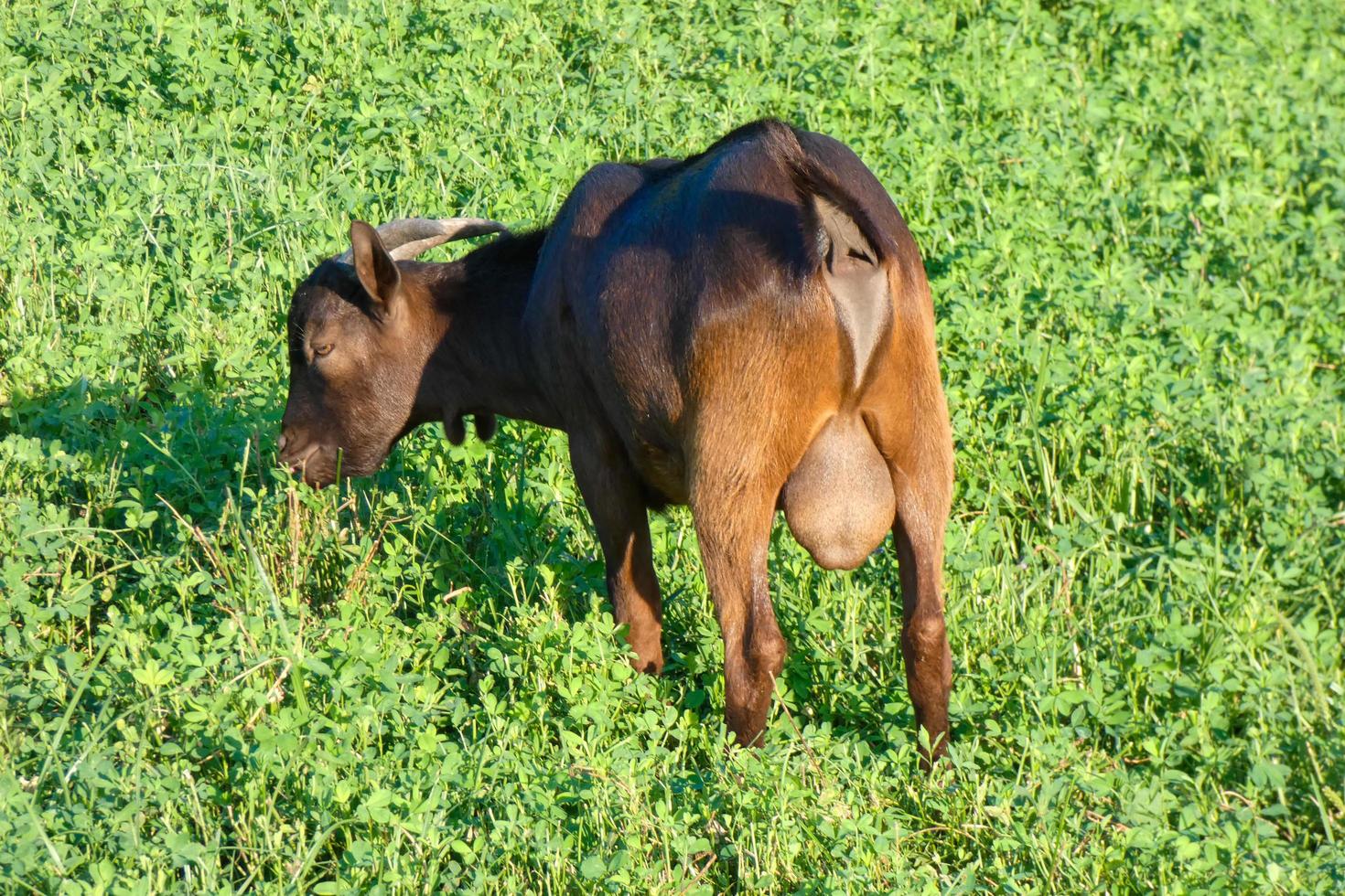 animaux domestiques dans une ferme pendant la saison estivale photo