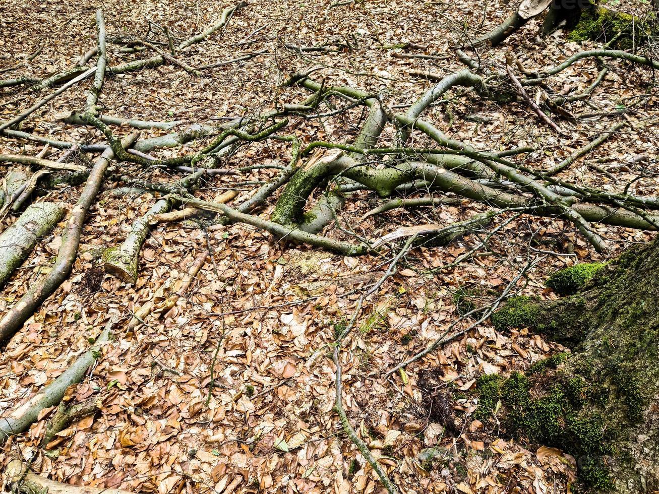 vue rapprochée détaillée sur une texture de sol forestier avec de la mousse et des branches photo