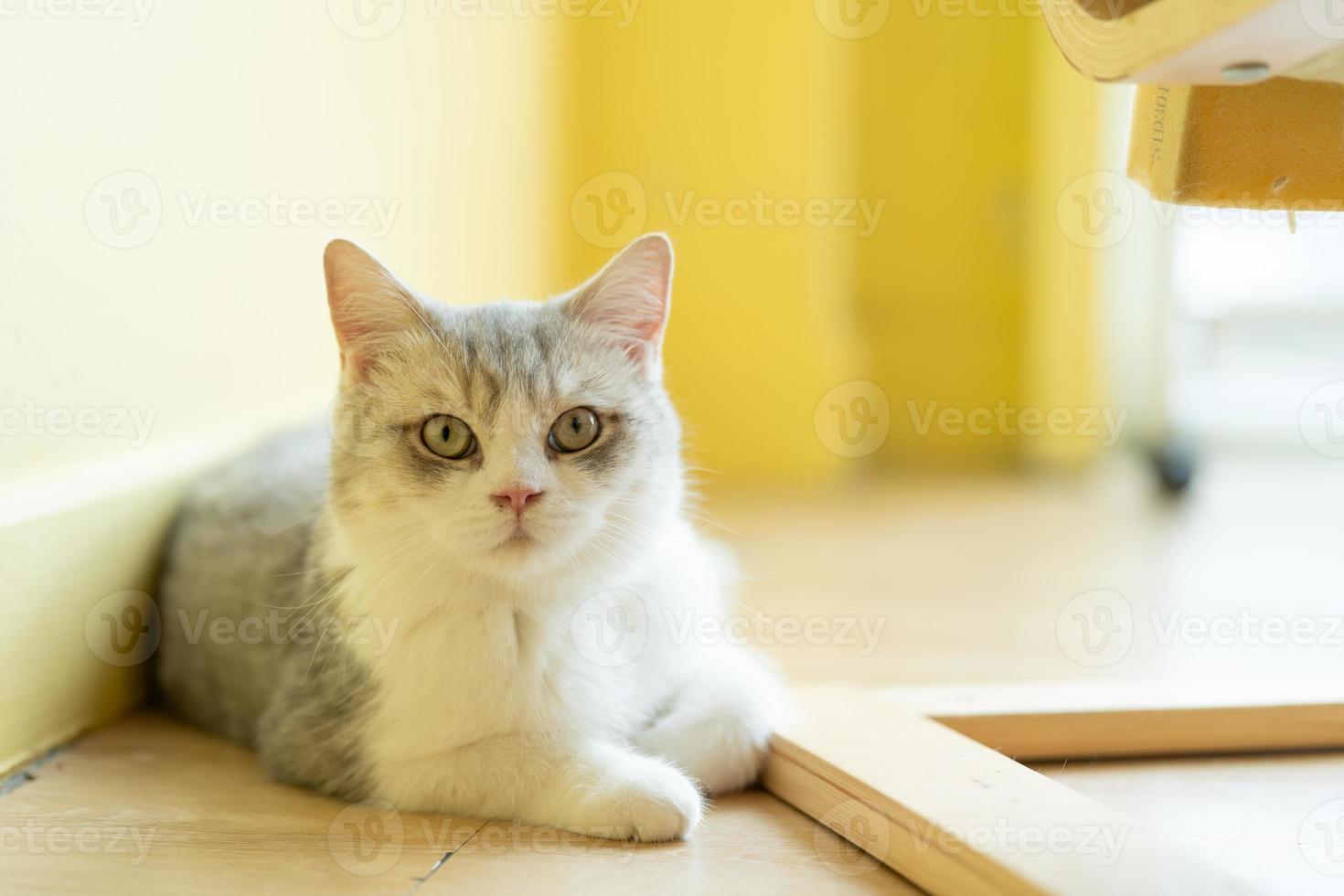 chat mignon regardant autour, concept d'animaux de compagnie, animaux domestiques. gros plan, portrait, de, chat, séance, regarder autour photo