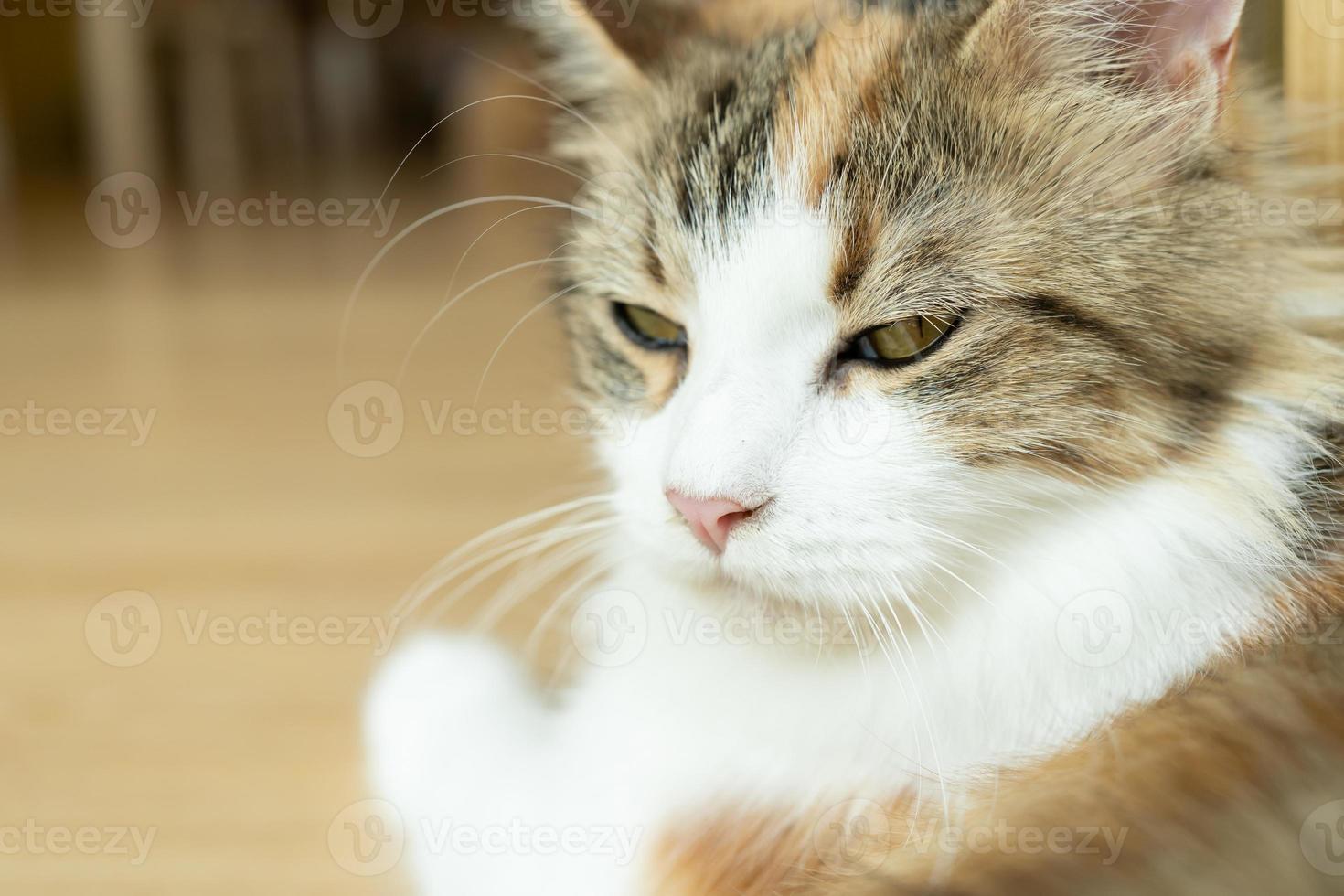 chat mignon regardant autour, concept d'animaux de compagnie, animaux domestiques. gros plan, portrait, de, chat, séance, regarder autour photo