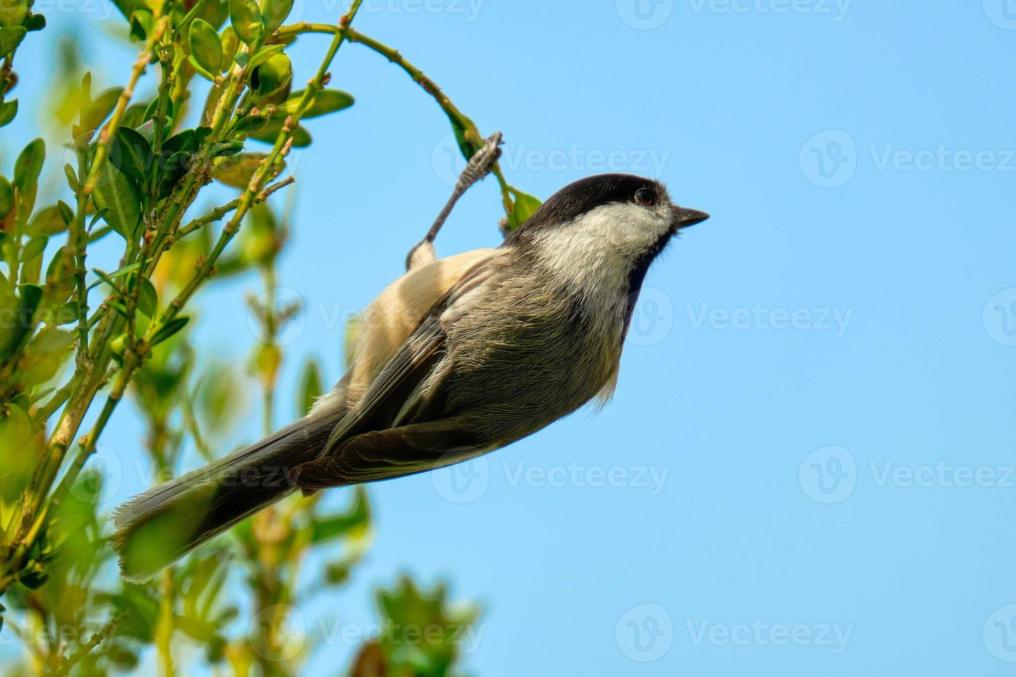 Mésange à tête noire accrochée à une tige avec fond de ciel bleu photo