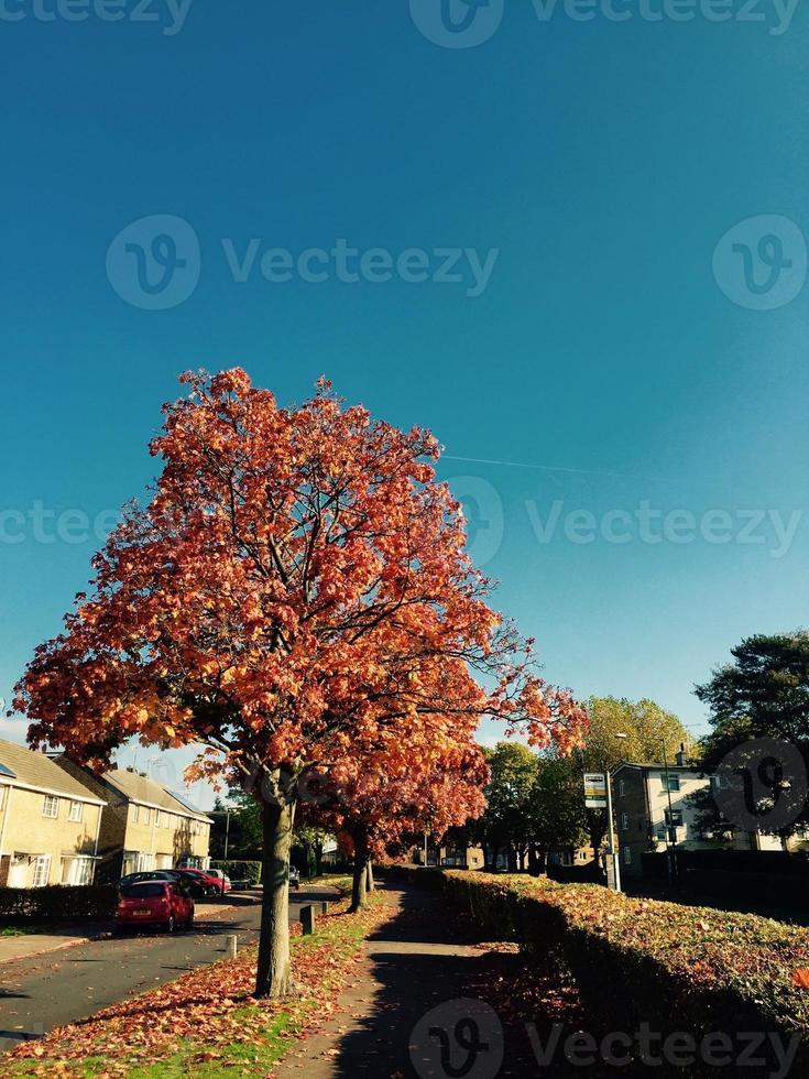 arbres d'automne dans le parc photo pro