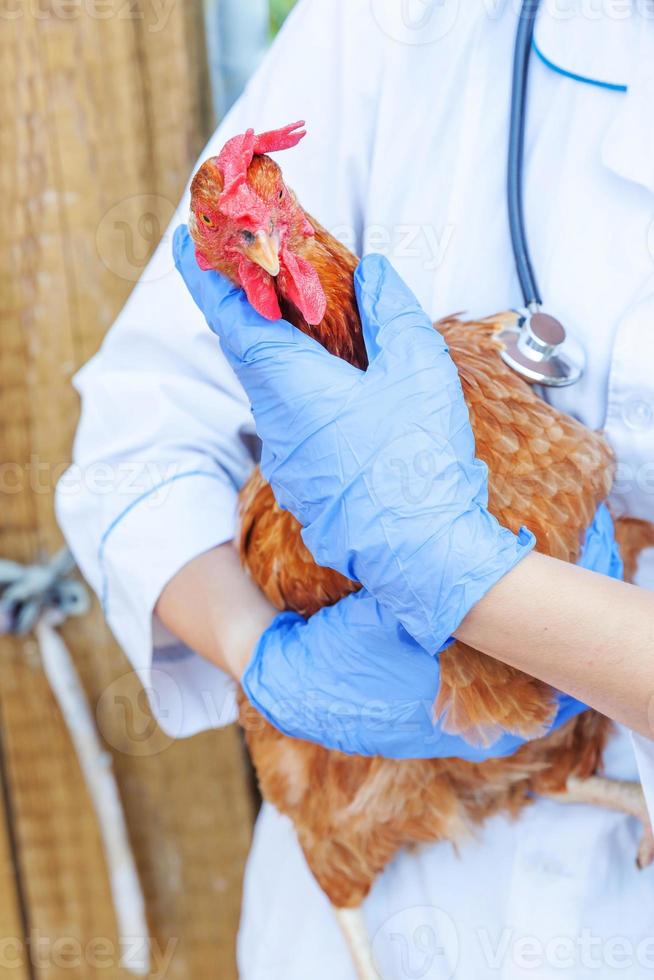 vétérinaire avec stéthoscope tenant et examinant le poulet sur fond de ranch. poule dans les mains du vétérinaire pour un contrôle dans une ferme écologique naturelle. concept de soin des animaux et d'agriculture écologique. photo