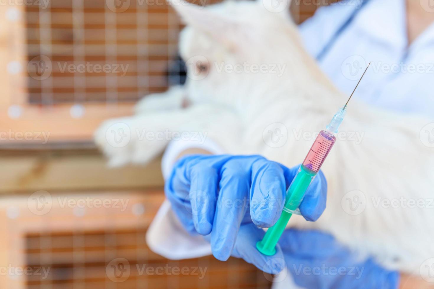 jeune femme vétérinaire avec seringue tenant et injectant un chevreau de chèvre sur fond de ranch. jeune chèvre avec vaccination des mains vétérinaires dans une ferme écologique naturelle. concept de soins aux animaux et d'agriculture écologique photo