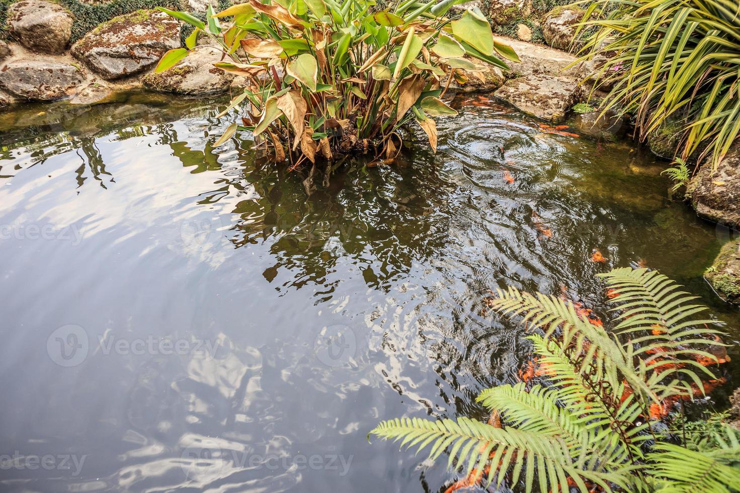 poisson koi dans l'aménagement paysager décoratif d'un étang de jardin photo