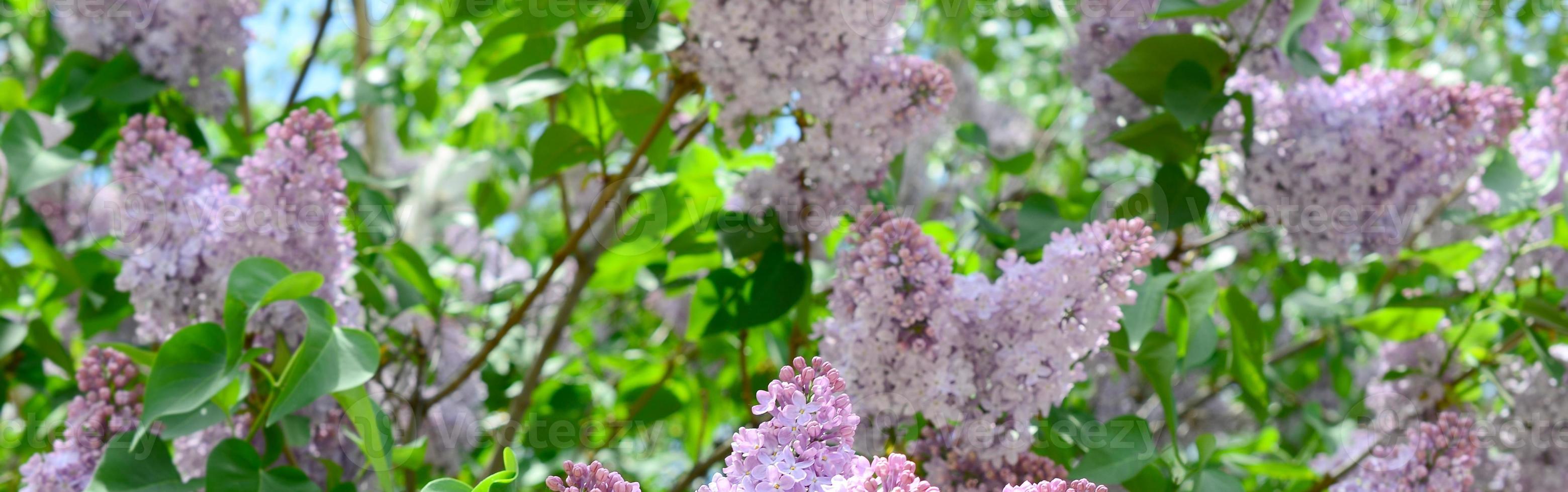 branches de lilas violet et de feuilles vertes. branche fleurie de lilas photo