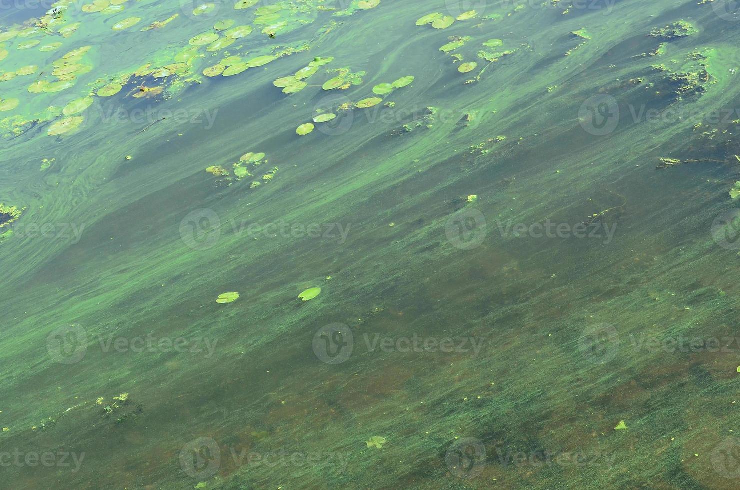 la surface d'un ancien marécage recouvert de lentilles d'eau et de feuilles de lys photo