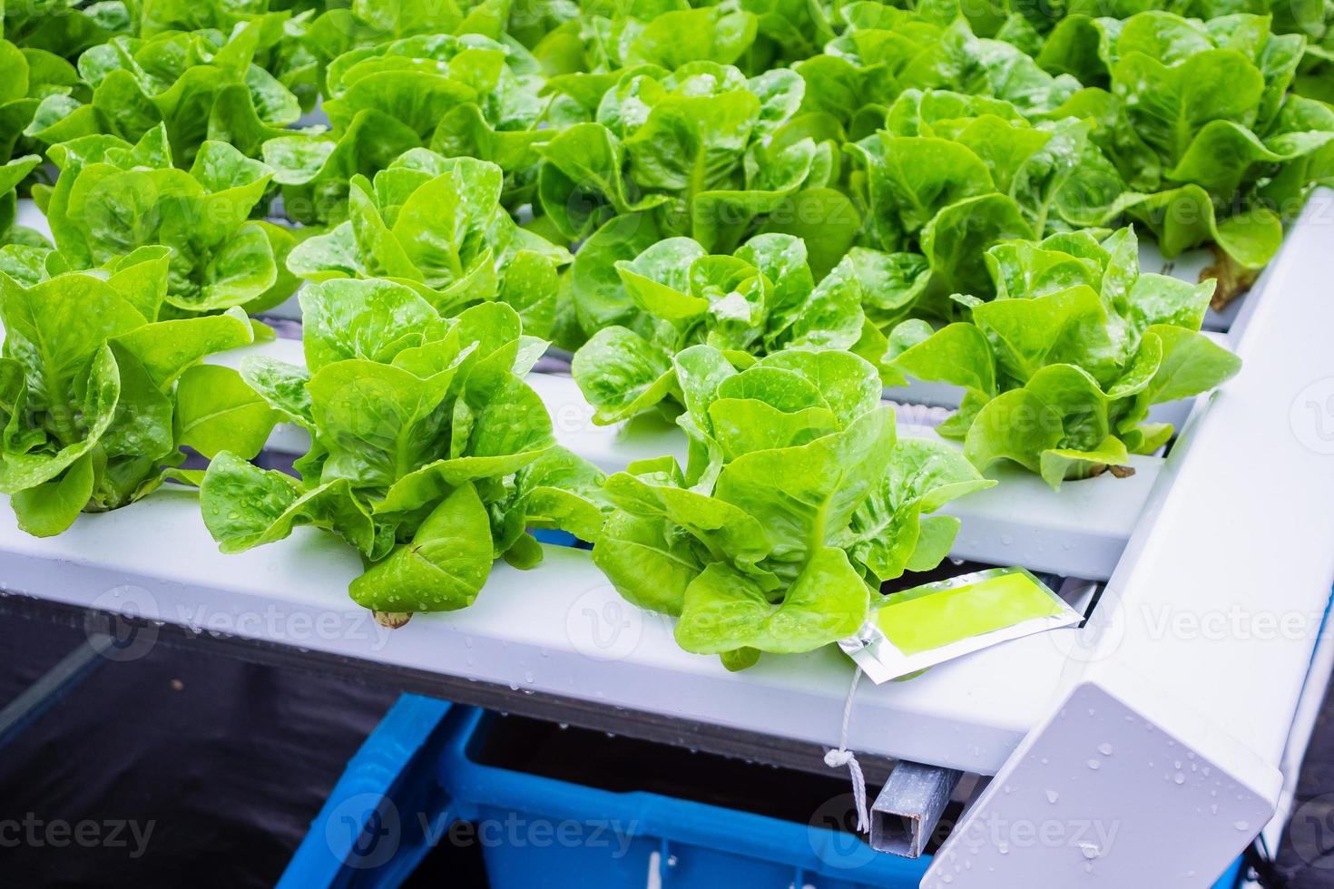 plante de salade de laitue à feuilles vertes biologiques fraîches dans un système de ferme de légumes hydroponique photo