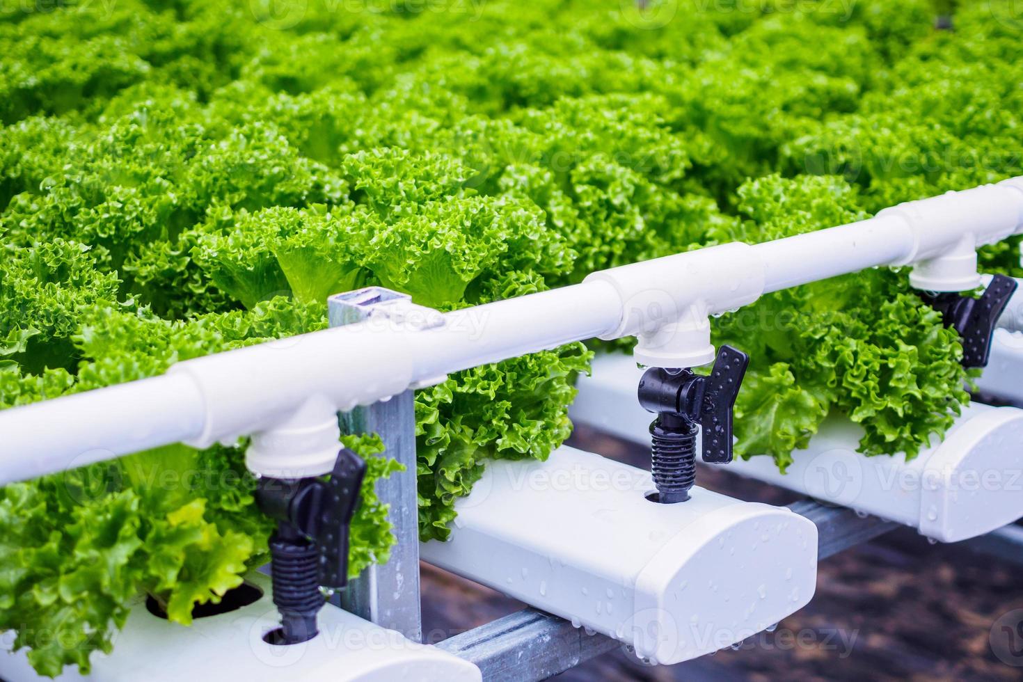 plante de salade de laitue à feuilles vertes biologiques fraîches dans un système de ferme de légumes hydroponique photo
