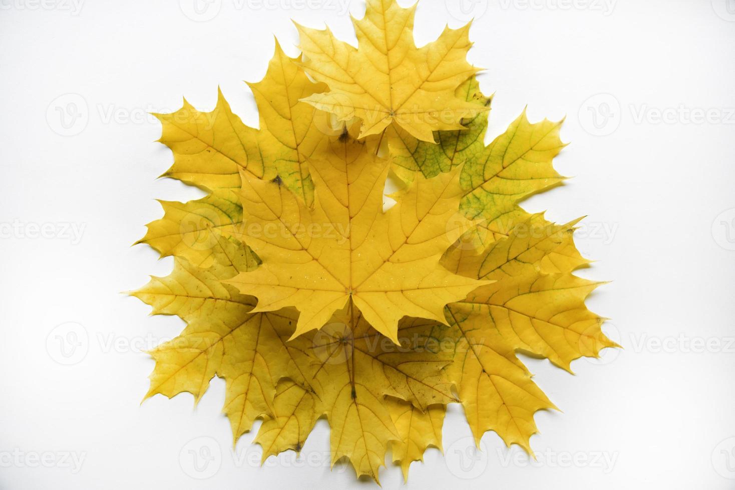 feuilles d'érable jaunes et vertes sur un gros plan de fond blanc. feuilles d'herbier. belles feuilles d'érable en automne. photo