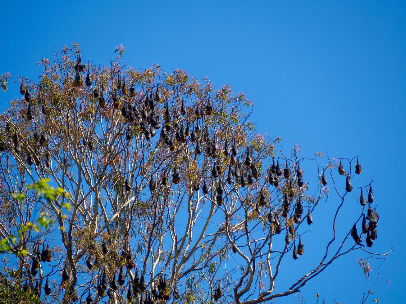 habitat des chauves-souris, grand groupe de chauves-souris accroché à un arbre. photo