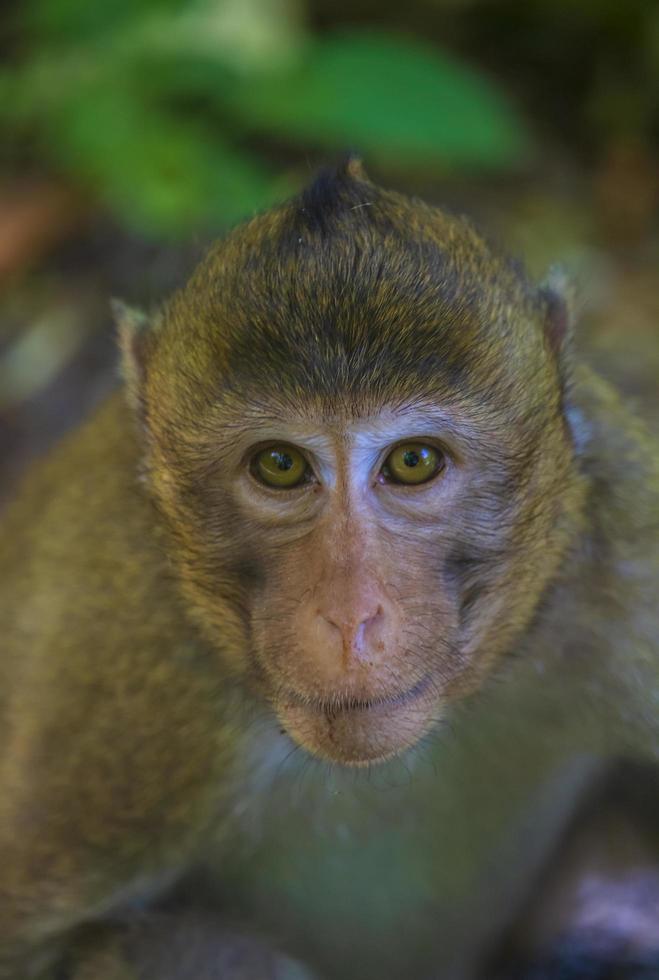 gros plan d'un singe photo