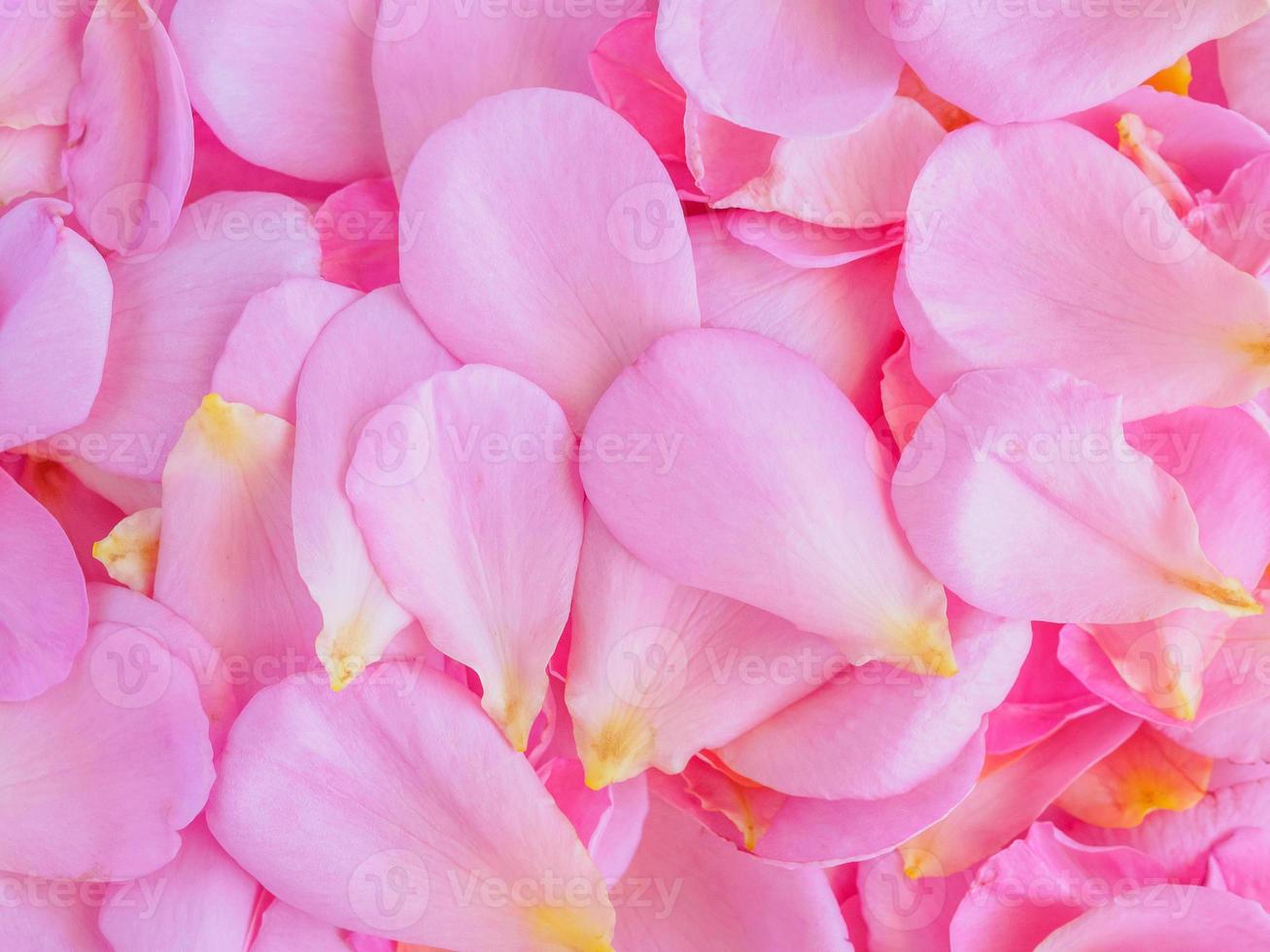 beaux pétales de rose roses pour la vue de dessus de fond saint valentin photo