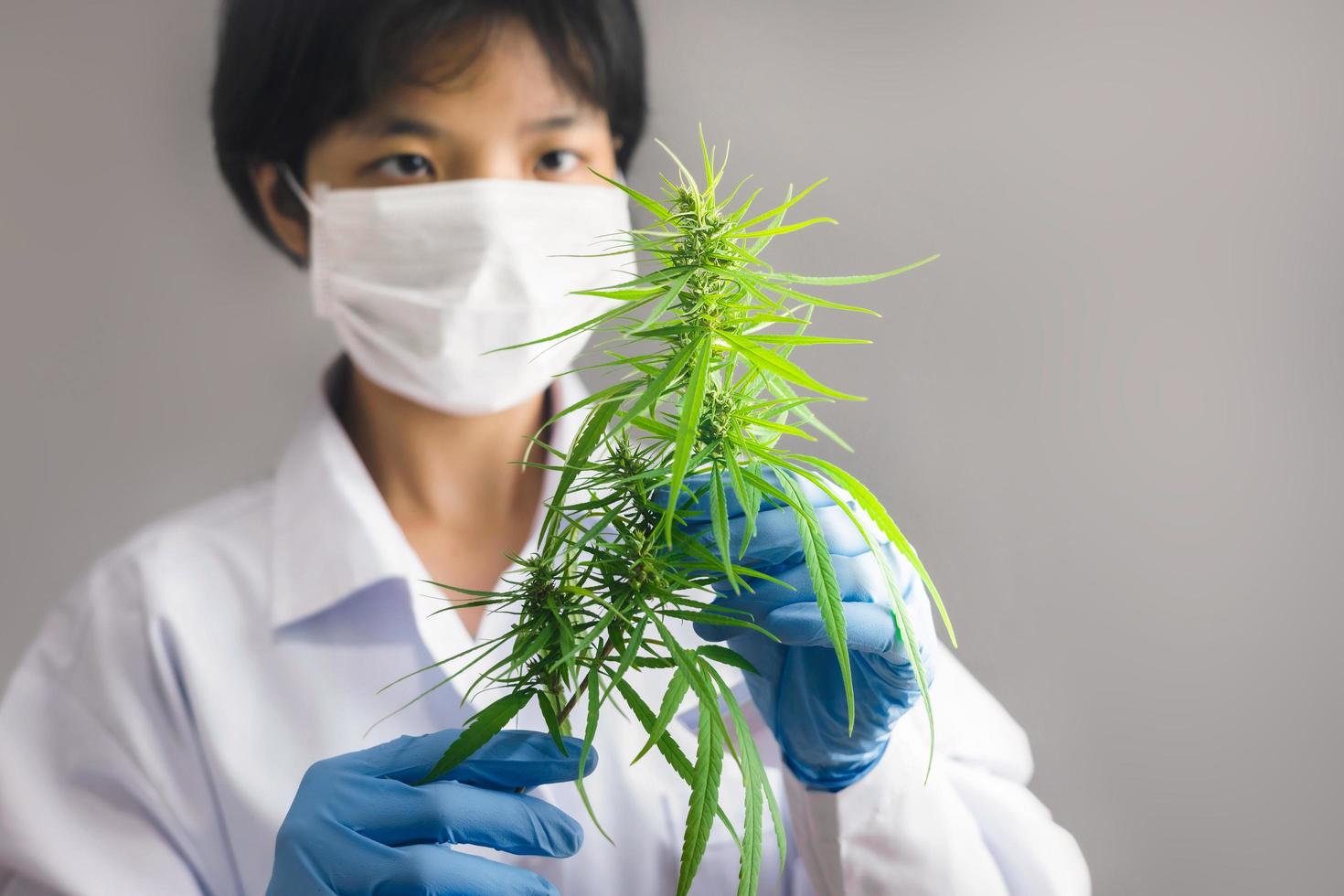 portrait d'un scientifique vérifiant les plantes de cannabis. recherche sur la marijuana, huile de cbd, concept de phytothérapie alternative photo