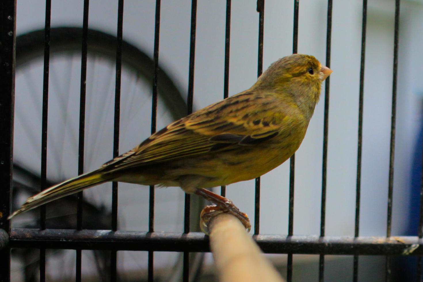 la beauté du canari réside dans ses nombreuses couleurs, dont l'une est cette photo