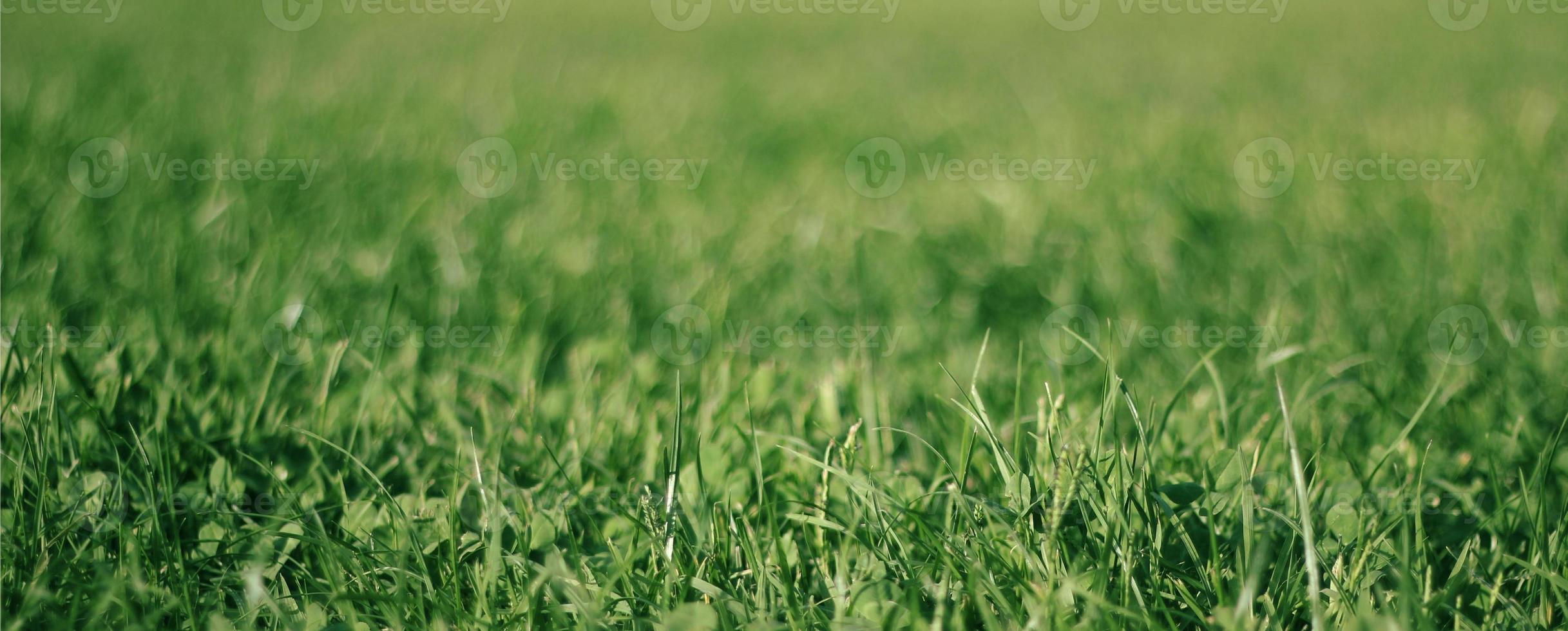 fond vert par l'herbe fraîche photo