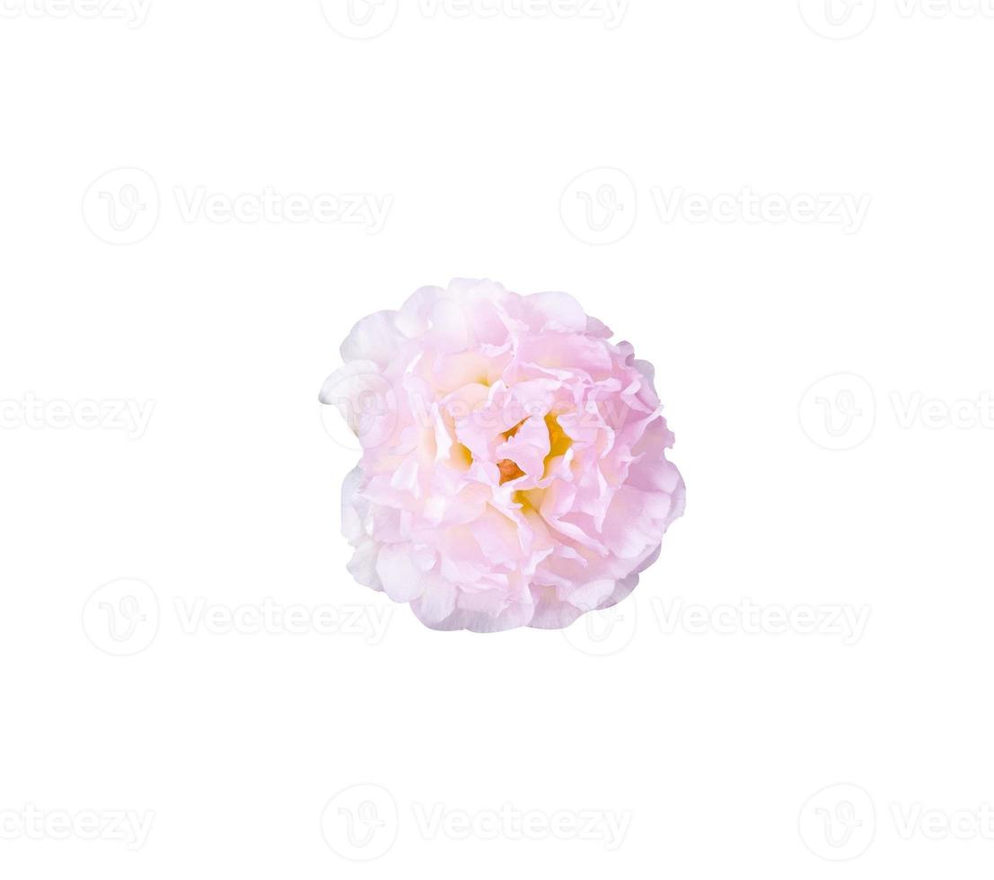 vue de dessus portulaca fleur fraîche blanche et rose tendre. fond blanc isolé avec un tracé de détourage photo