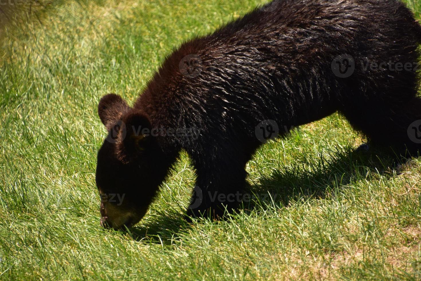 ourson noir hirsute dans un champ d'herbe photo