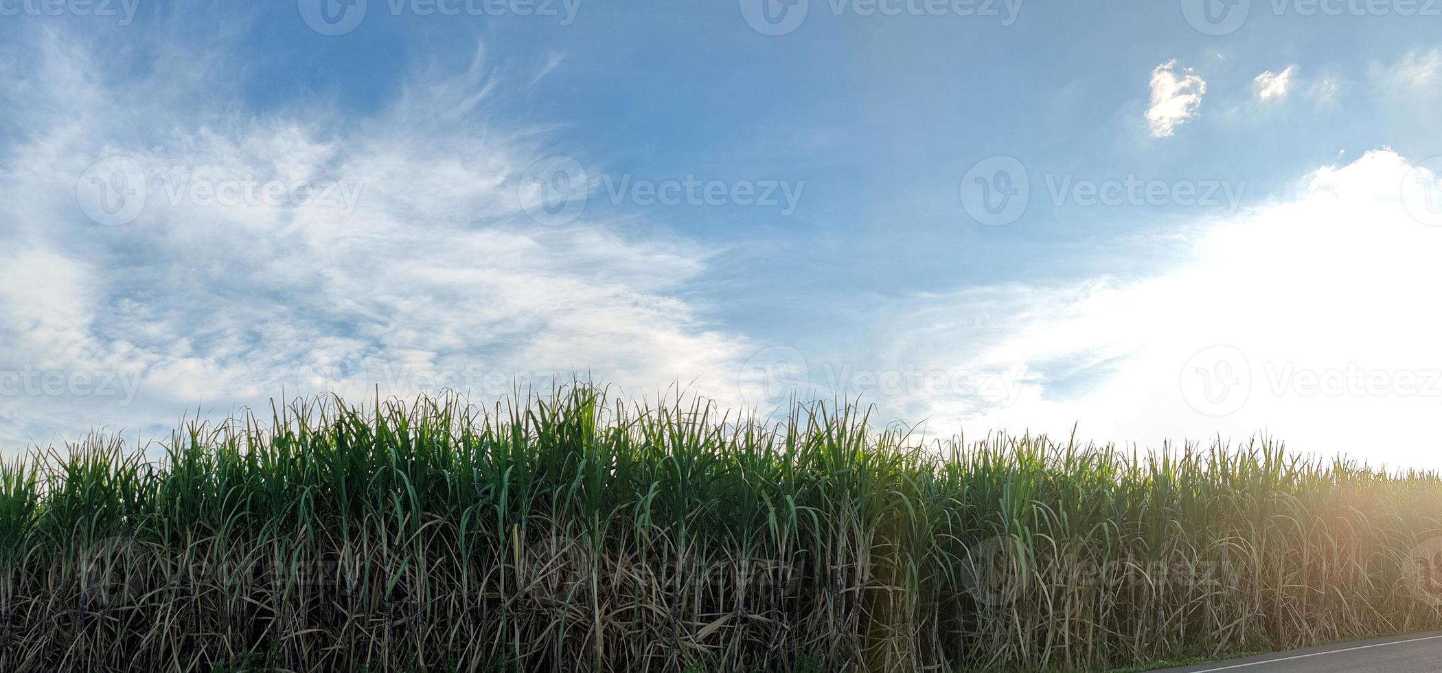 champs de canne à sucre et ciel bleu photo
