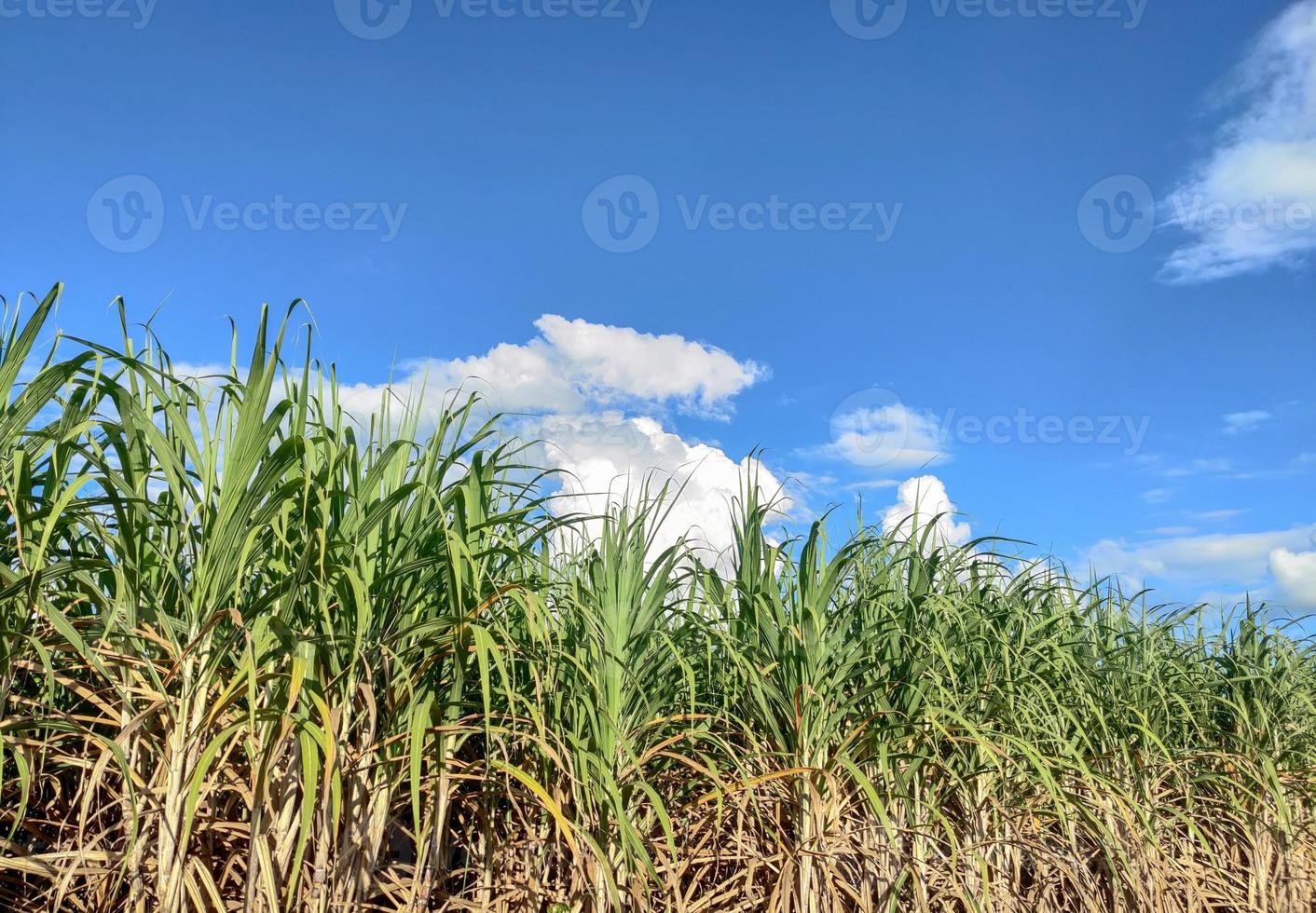 champs de canne à sucre et ciel bleu photo