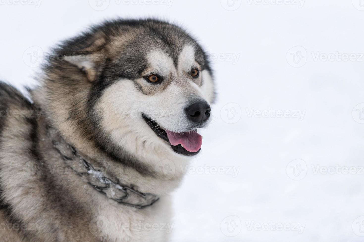 portrait de chien husky, fond neigeux d'hiver. animal de compagnie drôle sur la marche avant la formation de chiens de traîneau. photo