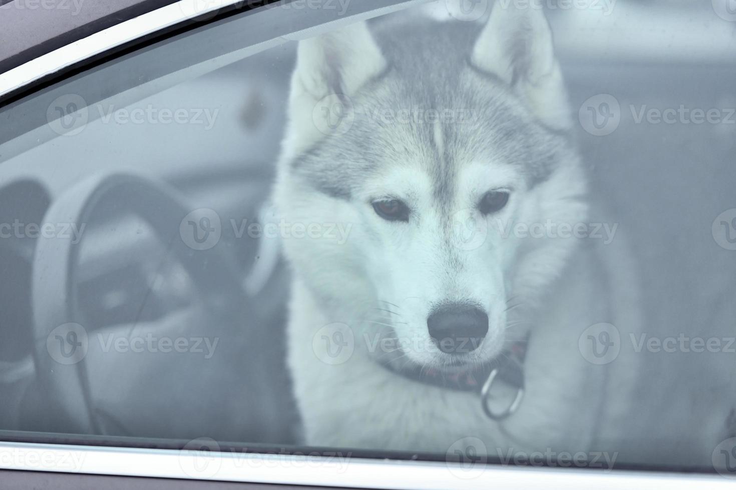 chien husky en voiture photo