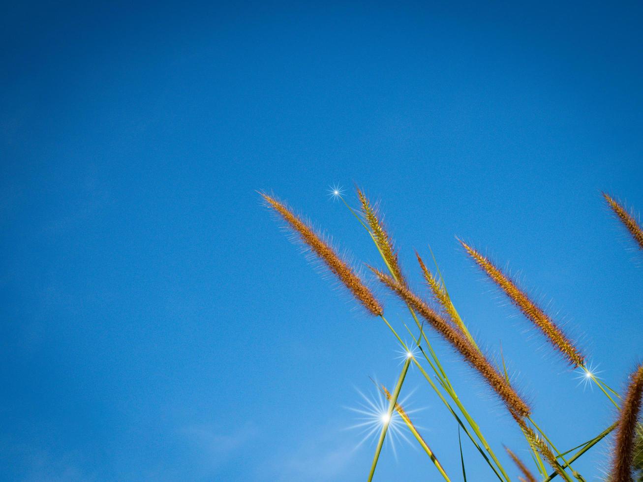 gros plan de fleurs d'herbe sur fond de ciel. images de mise au point douce. mise au point sélective photo