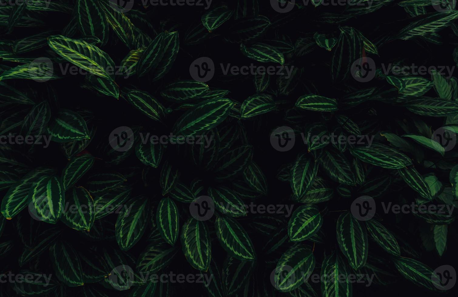Libre de feuilles vertes de plantes tropicales dans le jardin. feuille vert foncé dense avec fond de texture de modèle de beauté. feuilles vertes pour le fond du spa. papier peint vert. vue de dessus plante ornementale dans le jardin. photo
