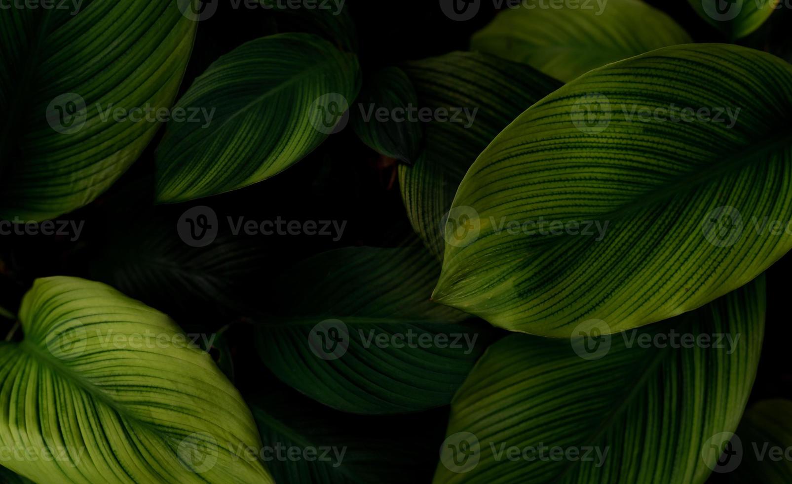 Libre de feuilles vertes de plantes tropicales dans le jardin. feuille vert foncé dense avec fond de texture de modèle de beauté. feuilles vertes pour le fond du spa. papier peint vert. vue de dessus plante ornementale dans le jardin. photo