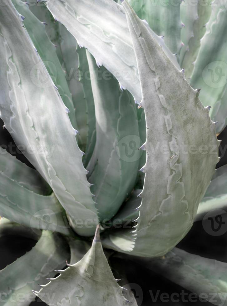 gros plan de plantes succulentes, détail des feuilles fraîches d'agave americana photo