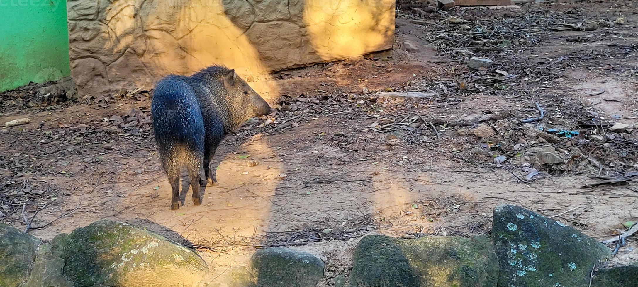 cochon sauvage brésilien connu sous le nom de pécari photo