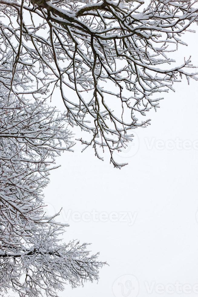 branches d'arbres nus couverts de neige sur fond de ciel couvert à la lumière du jour d'hiver photo