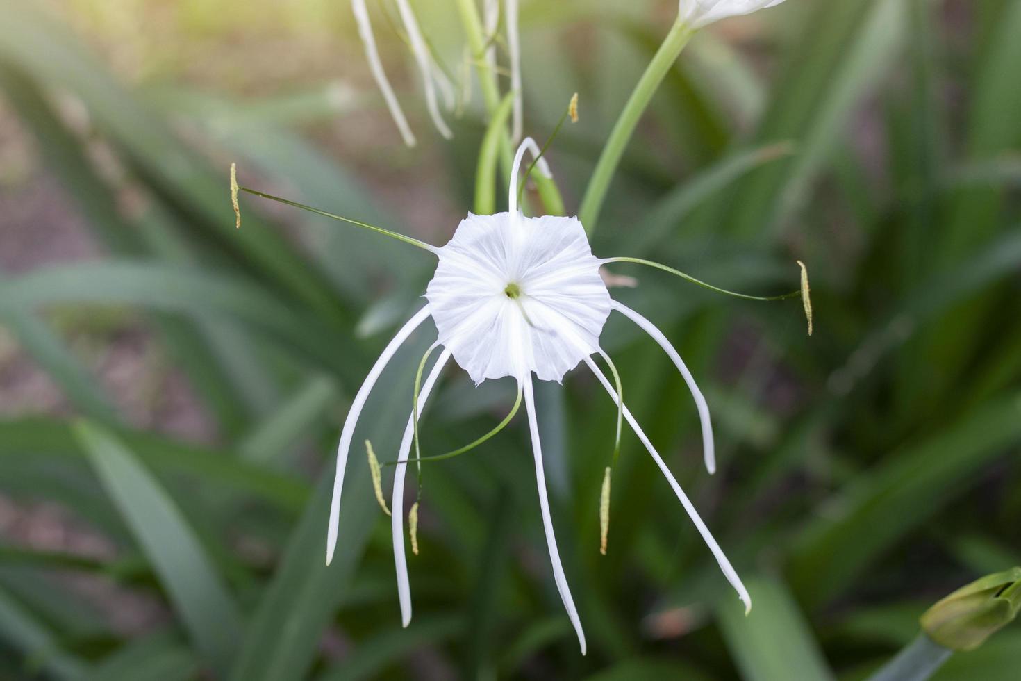 fleur blanche de crinum asiaticum, lis crinum, lis du cap, lis araignée ou fleur de bulbe de poison qui fleurit dans le jardin sur fond de nature floue est une herbe thaïlandaise. photo