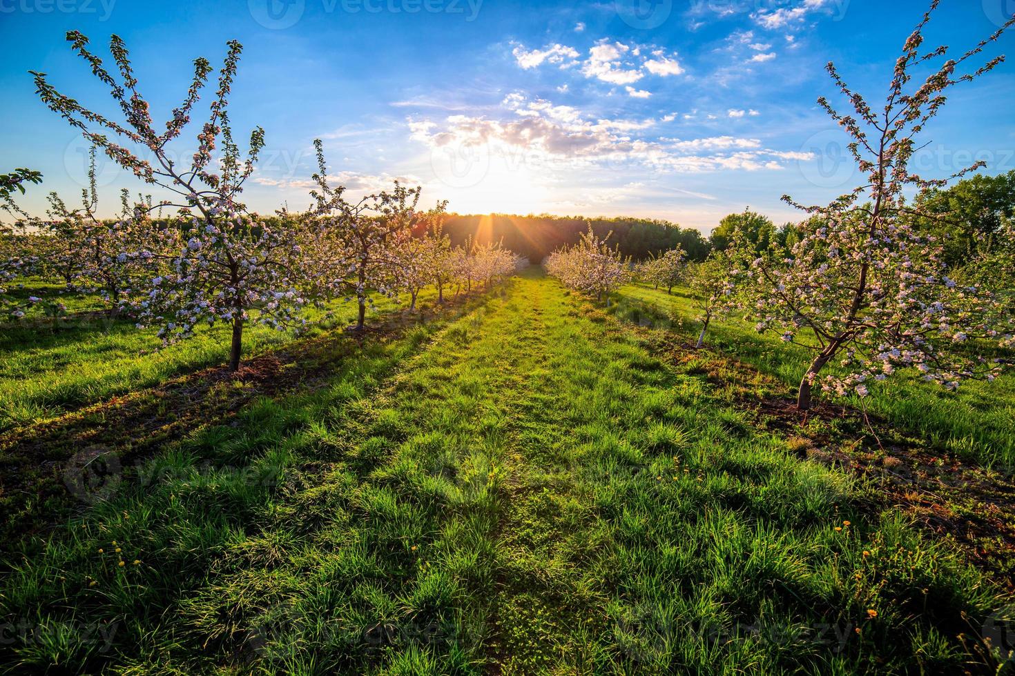 Jeune jardin de pommiers en fleurs au crépuscule, prise de vue au grand angle photo