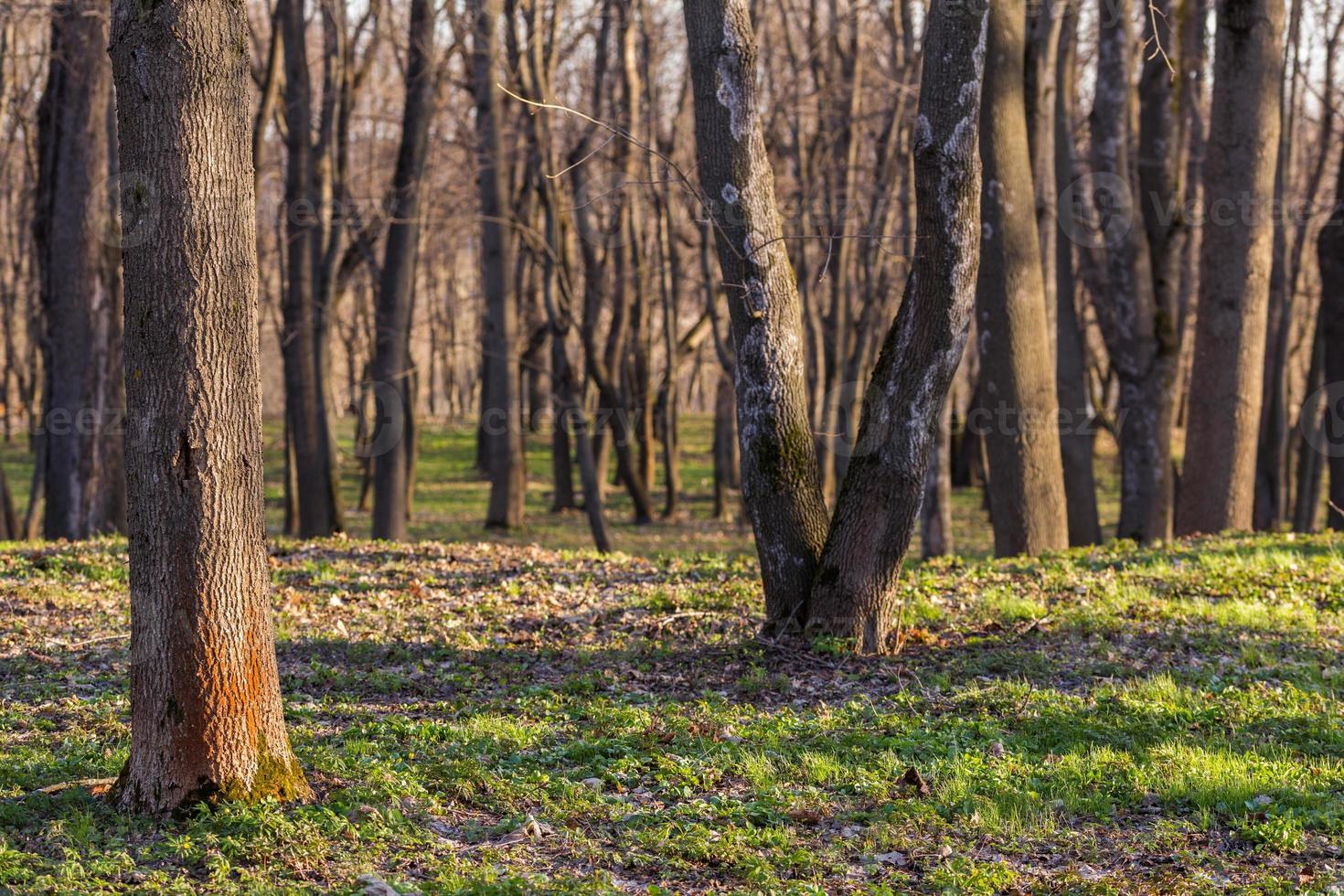 fond de forêt de printemps vide photo