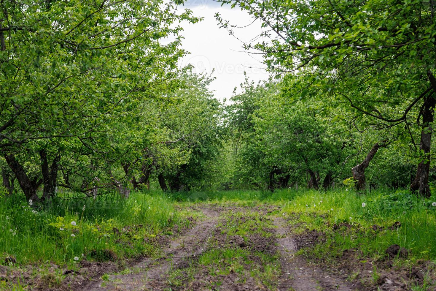 chemin de terre dans le jardin de pommiers d'été à la lumière du jour photo