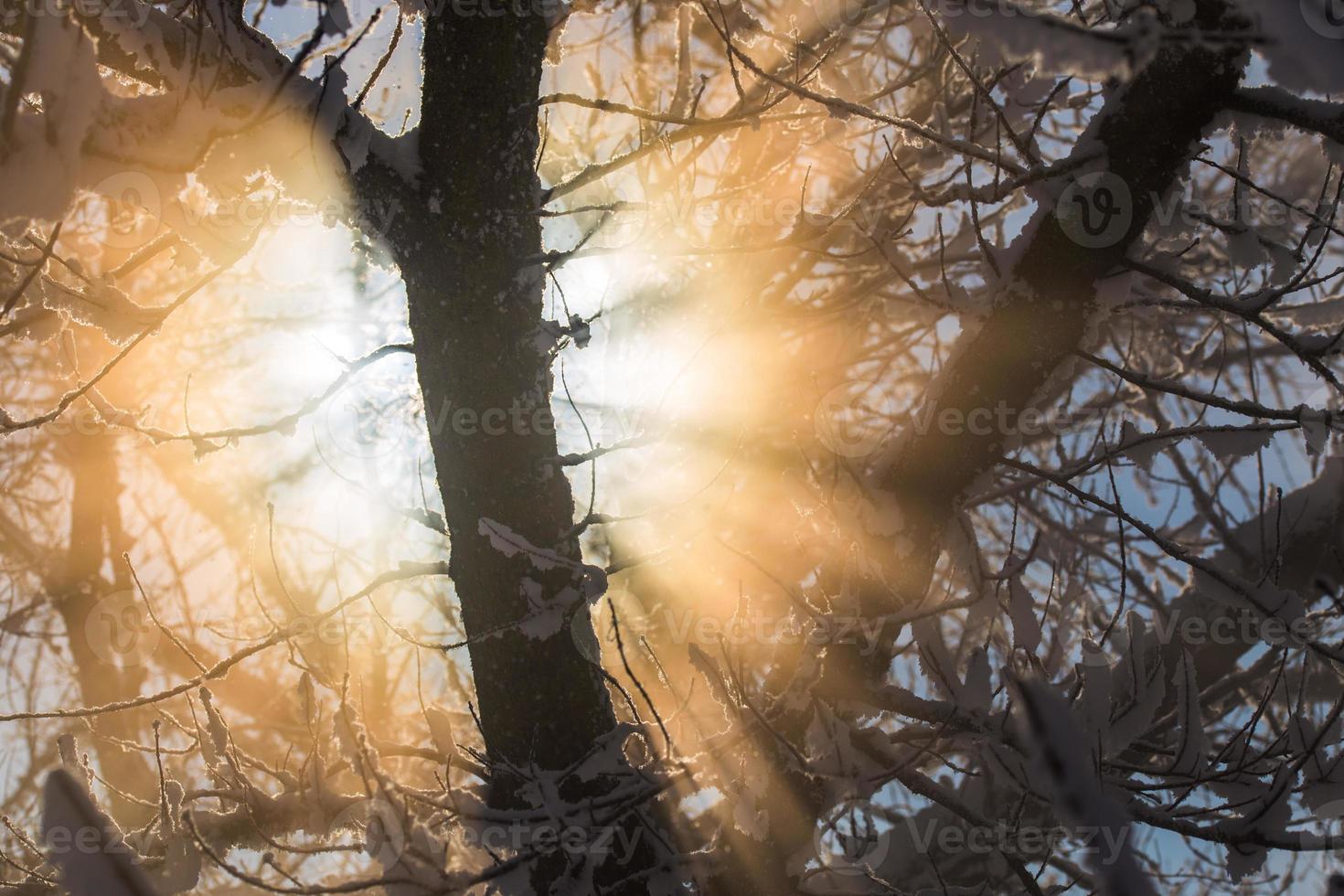 soleil brûlant à travers les branches couvertes de neige fond photo