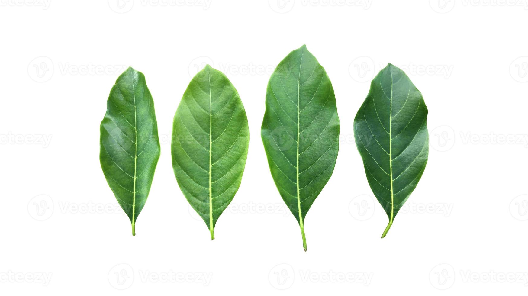 feuilles fraîches et vertes isolées de jacquier, chemins de détourage. photo