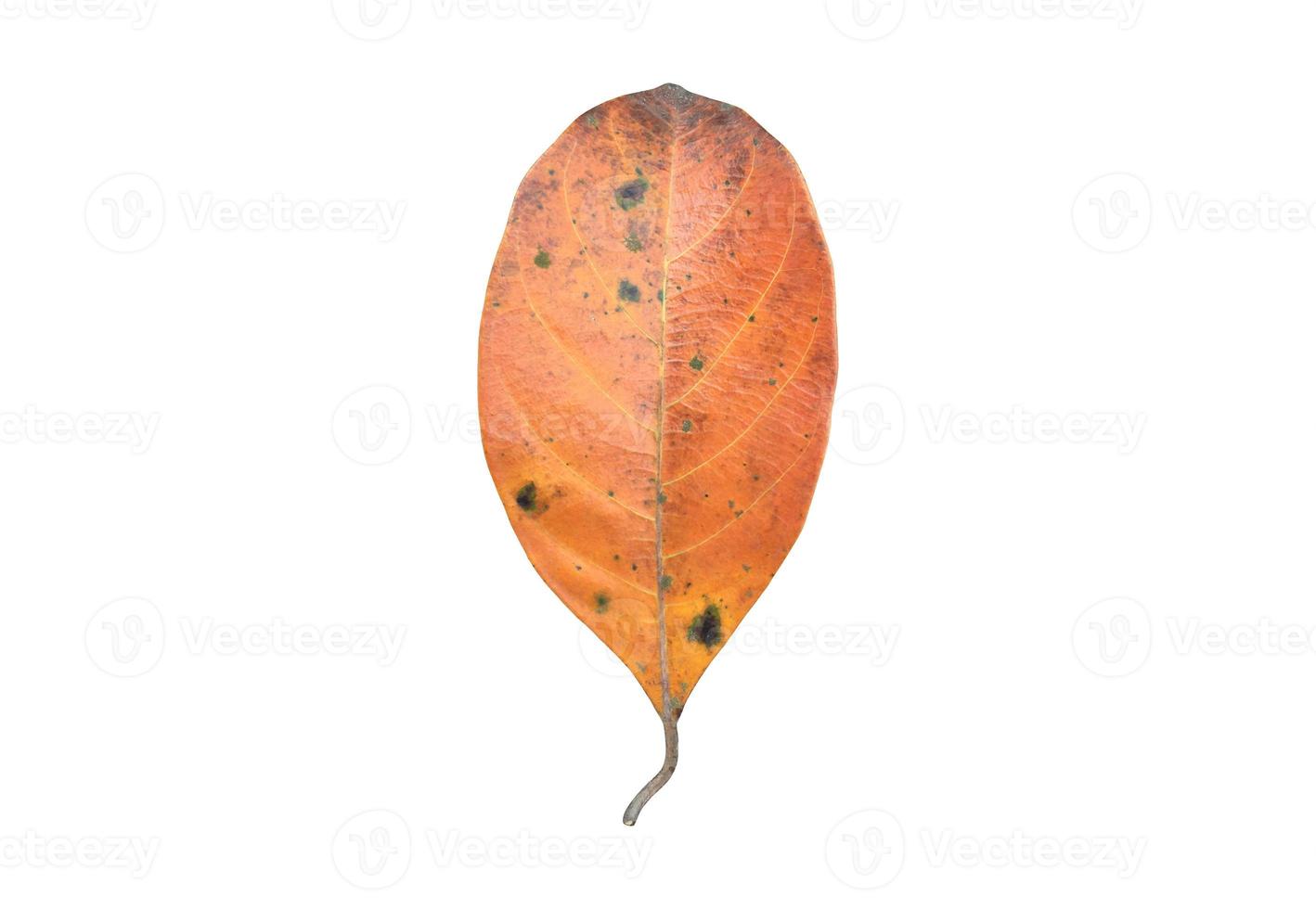 feuilles fraîches et vertes isolées de jacquier, chemins de détourage. photo