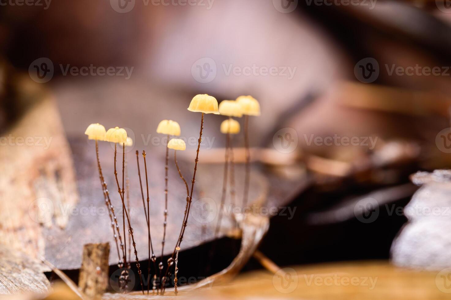 champignons poussant dans une forêt photo